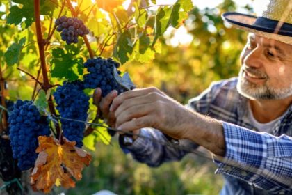 Safra de Vinhos 2026 no RS: Qualidade, Tecnologia e Tendências que Podem Redefinir o Mercado