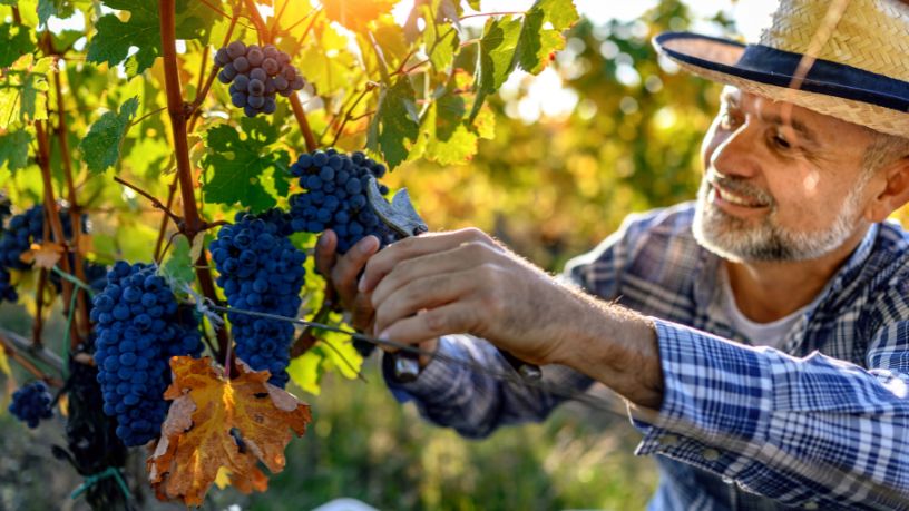 Safra de Vinhos 2026 no RS: Qualidade, Tecnologia e Tendências que Podem Redefinir o Mercado