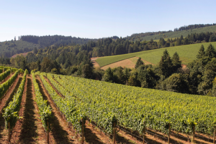 Vale dos Vinhedos: como a região conquistou a primeira Denominação de Origem de vinhos do Brasil