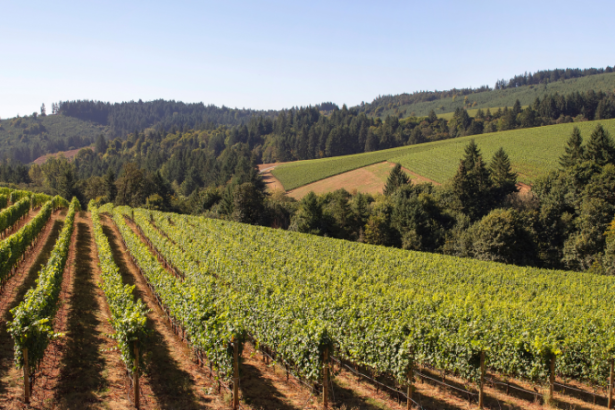 Vale dos Vinhedos: como a região conquistou a primeira Denominação de Origem de vinhos do Brasil