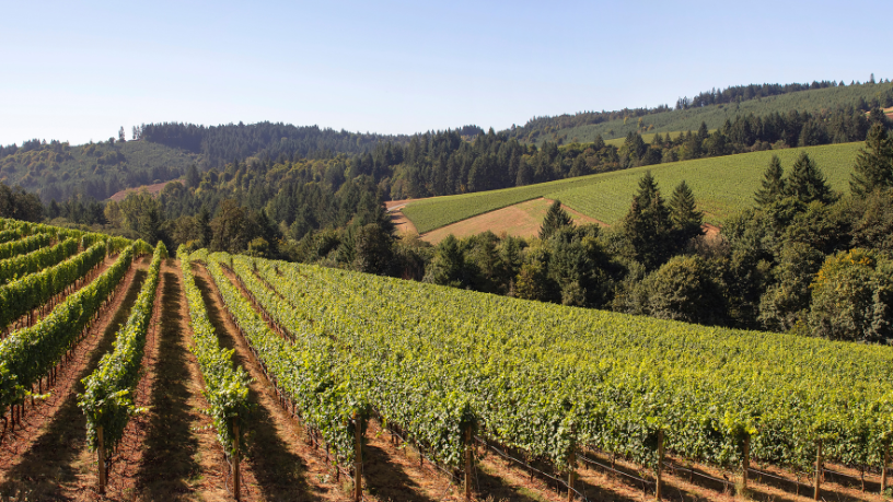 Vale dos Vinhedos: como a região conquistou a primeira Denominação de Origem de vinhos do Brasil