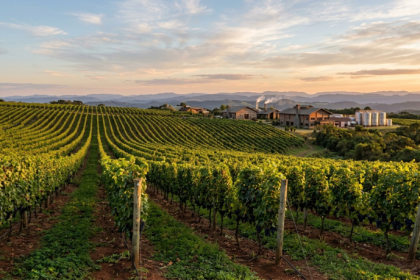 Dados oficiais atualizados mostram como produção, comércio exterior, empregos e registros ajudam a explicar a transformação do vinho brasileiro.