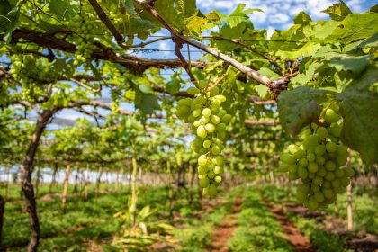 Cachos de uvas verdes amadurecem em videiras sob o céu azul, em um vinhedo brasileiro.