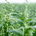 Plantas verdes de aveia cobrindo uma área agrícola sob luz do dia