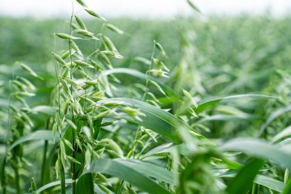 Plantas verdes de aveia cobrindo uma área agrícola sob luz do dia