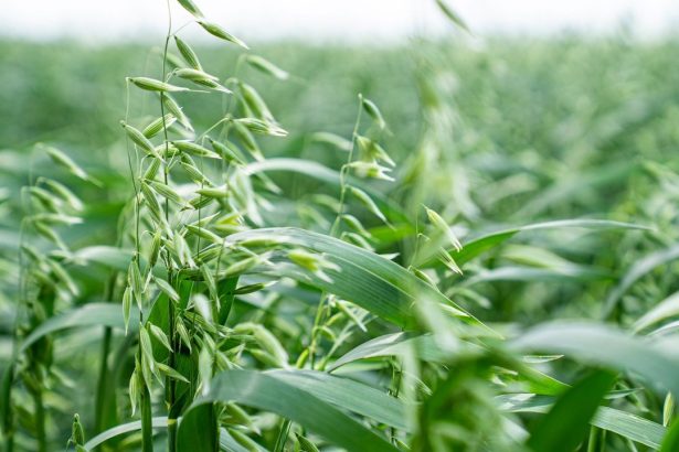 Plantas verdes de aveia cobrindo uma área agrícola sob luz do dia