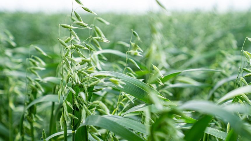 Plantas verdes de aveia cobrindo uma área agrícola sob luz do dia