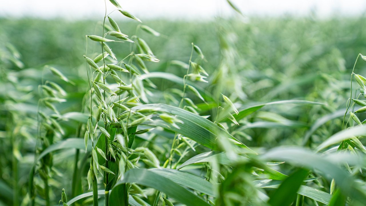 Plantas verdes de aveia cobrindo uma área agrícola sob luz do dia