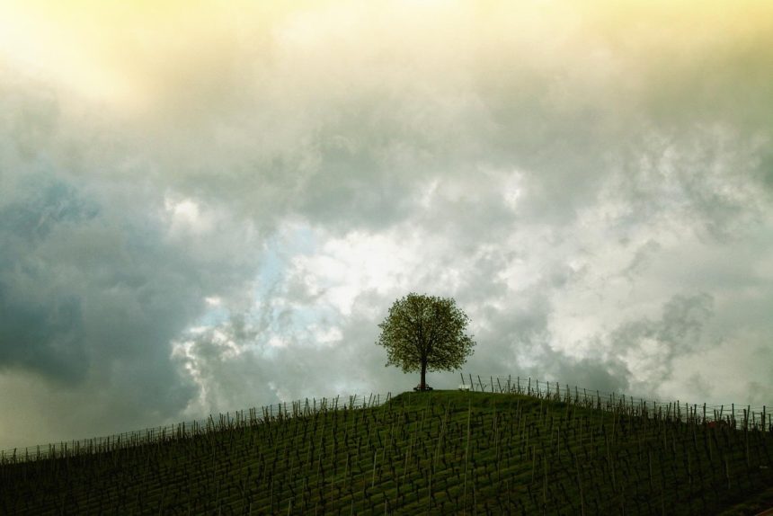Fileiras de videiras em uma paisagem rural com colinas, árvore isolada e céu nublado