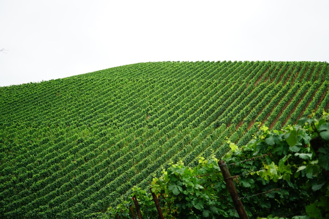 Fileiras de videiras em uma paisagem rural, representando o cultivo de uvas para produção de vinho